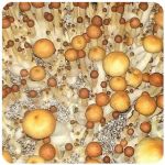 Псилоцибиновые (галлюциногенные)  грибы Psilocybin "Golden Teacher" в Сатке